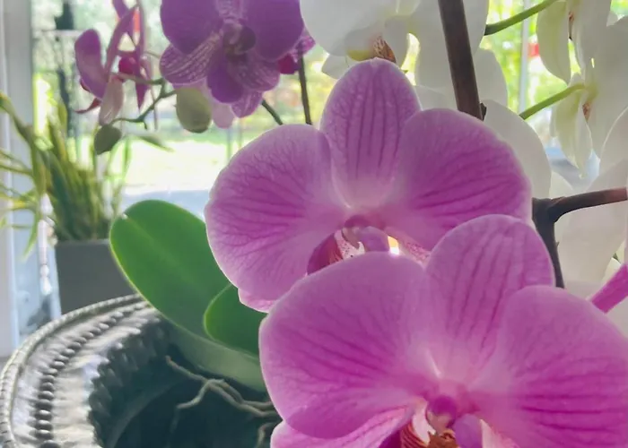 Ghironi 3* La Spezia